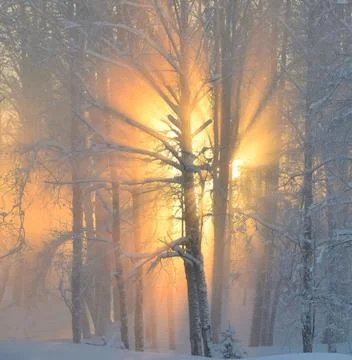 Sunlight Streaming Through Winter Boreal Forest Stock Photos