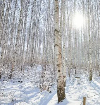 Sunlight Streaming Through Winter Boreal Forest Stock Photos