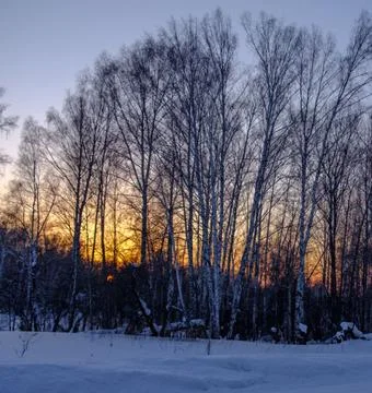 Sunlight Streaming Through Winter Boreal Forest Stock Photos