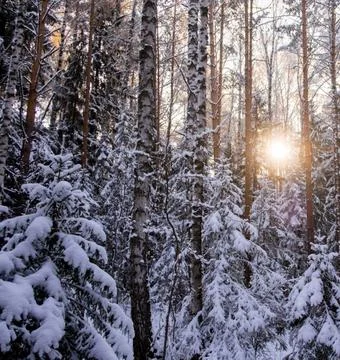 Sunlight Streaming Through Winter Boreal Forest Stock Photos