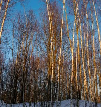 Sunlight Streaming Through Winter Boreal Forest Stock Photos
