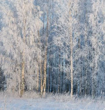 Sunlight Streaming Through Winter Boreal Forest Stock Photos