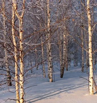 Sunlight Streaming Through Winter Boreal Forest Stock Photos