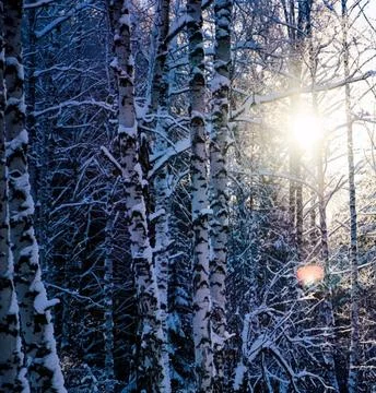 Sunlight Streaming Through Winter Boreal Forest Stock Photos