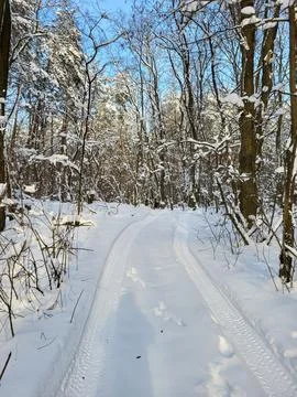 Sunlight Streaming Through Winter Forest Stock Photos