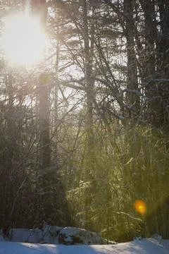 Sunlight streaming through a winter forest, creating a warm golden glow amo.. Stock Photos