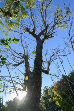 Sunlight streams through bare tree branches Stock Photos