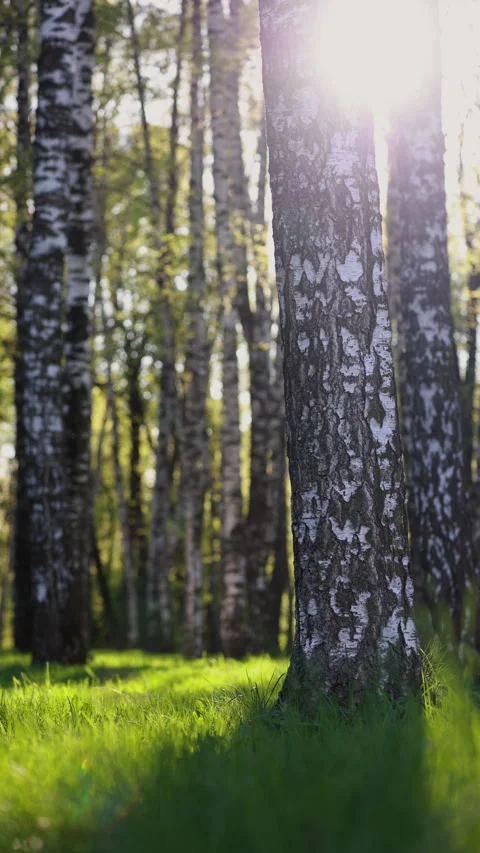 Sunlight Streams Through Birch Trees Onto Lush Green Grass. A Gentle Breeze Crea Stock Footage 314505856