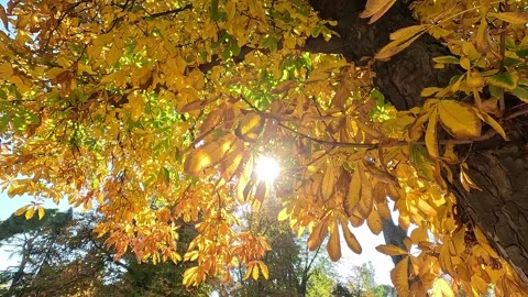 Sunlight streams through the branches of a chestnut Stock Footage 296488472