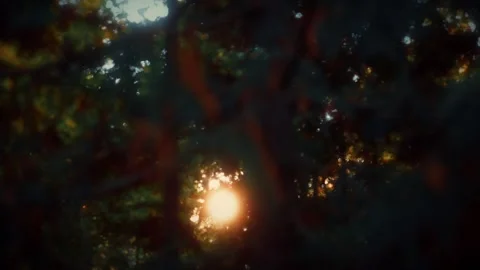 Sunlight streams through the branches of the dawn redwood tree, creating a warm Stock Footage 292788708