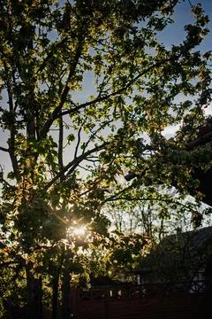 Sunlight streams through the branches of a flowering tree, casting gentle sha Photos