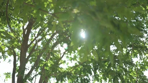 Sunlight streams through the branches of trees swaying in the wind. Stock Footage 294086289