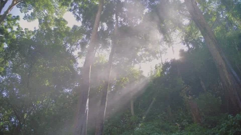 Sunlight Streams Through Chiang Rai's Serene Forest Landscape Stock Footage 321388017