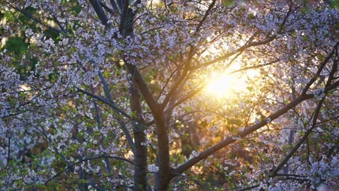 Sunlight streams through the delicate white blossoms of a cherry tree creat.. Stock Footage 339389075