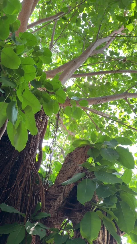 Sunlight streams through dense green tree leaves creating soft natural 库存影片 333910330