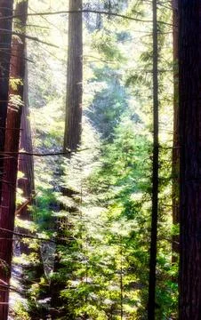 Sunlight streams through the dense green forest canopy illuminating tall re.. Stock Photos