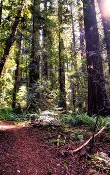 Sunlight streams through a dense redwood forest illuminating a winding dirt.. Stock Photos