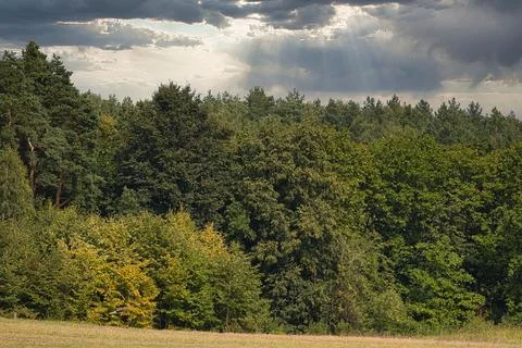 Sunlight streams through dramatic clouds over a dense forest canopy Fotos Stock