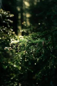 Sunlight streams through an evergreen forest, illuminating a pine bough. Stock Photos