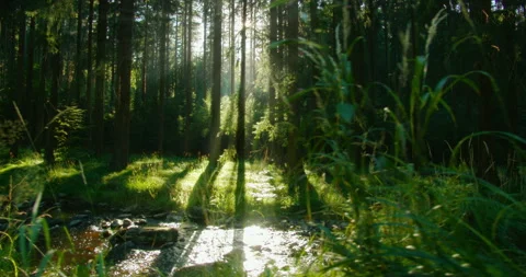 Sunlight streams through the forest, casting a soft glow on the trees and the Stock Footage 307116647