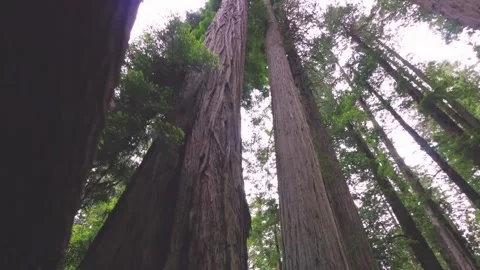 Sunlight Streams Through Giant Redwood Trees on Berry Glen Trail, Redwood Nation Stock Footage 332411580