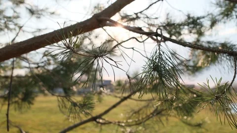 Sunlight streams through green pine needles and brown branches 스톡 동영상 332734590