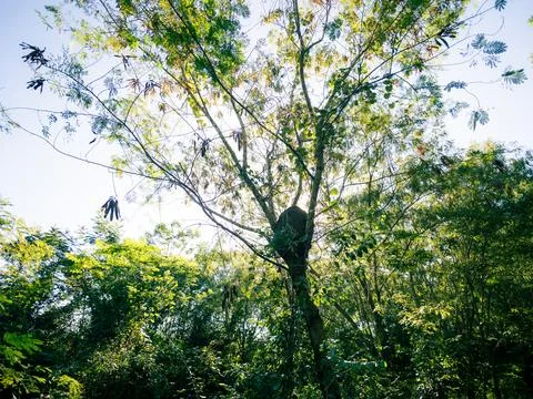 Sunlight streams through a leafy tree 스톡 사진