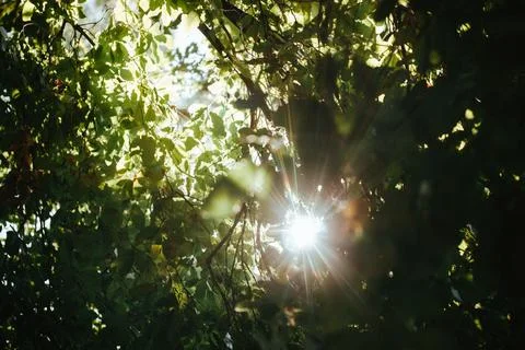 Sunlight streams through the leaves in a forest, a serene natural scene in woods Stock-Fotos