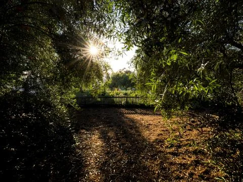 Sunlight streams through lush green trees onto a garden path Photos