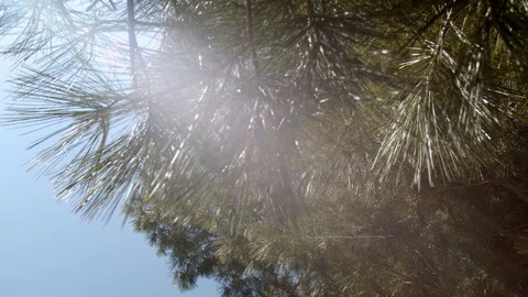 Sunlight streams through the needles of a pine tree in early spring 4k60p Stock Footage 128789414