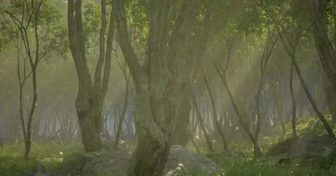 Sunlight streams through a peaceful forest in a tranquil natural setting Stock Illustration