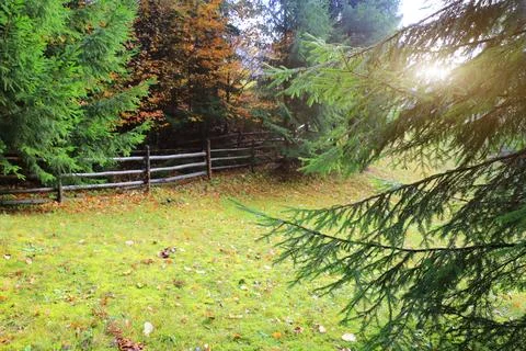 Sunlight streams through pine branches onto a mossy meadow with a rustic wo.. Stock Photos