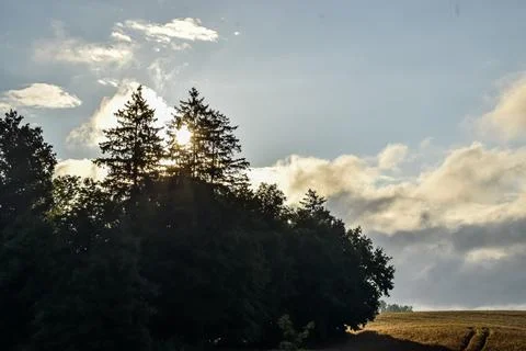 Sunlight streams through pine trees on a hill overlooking a golden field Stock Photos