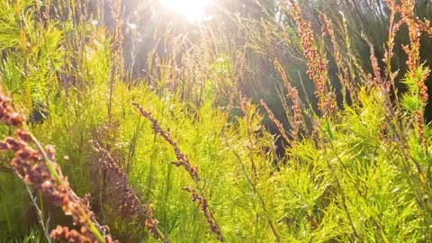 Sunlight streams through swaying green grass and dry stalks, gentle motion .. Vídeos de archivo 333819996