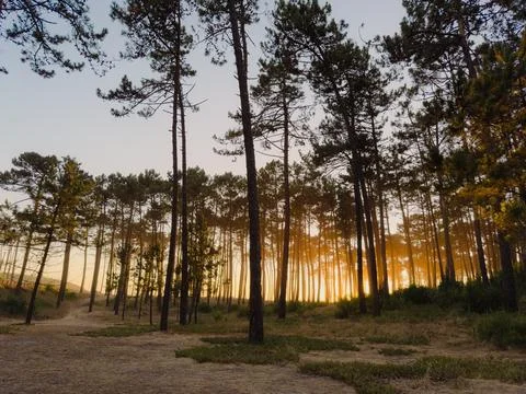 Sunlight streams through tall pine trees in a coastal forest near Maceda Be.. Stock Photos
