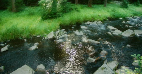 Sunlight streams through tall trees in a dense forest, illuminating a patch of Stock Footage 309585588