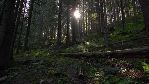 Sunlight streams through tall trees in a peaceful forest Stock Footage 318598334