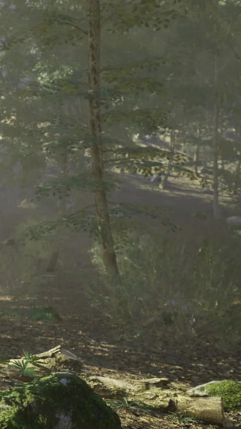 Sunlight streams through tall trees in a tranquil forest scene at dawn Stock Footage 341410068