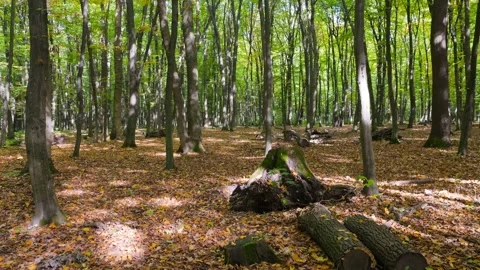 Sunlight streams through tall trees highlighting cut logs and a mossy stump. Vídeo Stock 348158315