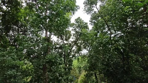Sunlight Streams Through the Tree in Forest. Stock Footage 311519491