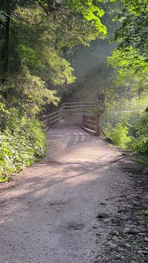 Sunlight streams through the trees and illuminates the wooden bridge Stock Footage 289144441