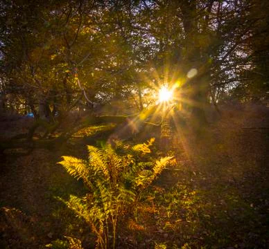 Sunlight streams through trees and leaves in the New Forest Stock Photos