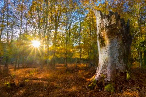 Sunlight streams through trees and leaves in the New Forest Stock Photos
