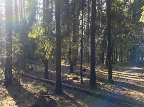 Sunlight streams through trees casting long shadows across forest floor. Stock Photos