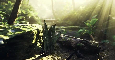 Sunlight streams through trees illuminating lush greenery and mossy rocks Stock Illustration