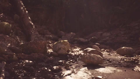 Sunlight streams through trees onto a rocky stream in India Stock Footage 311918185