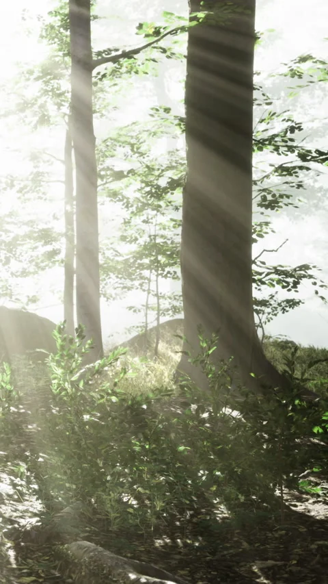 Sunlight streams through trees in a serene forest setting Stock Footage 334207291