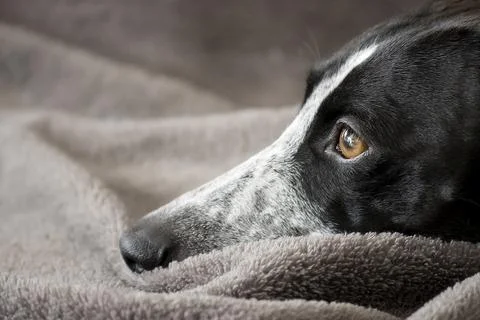 Sunlight Studio Portrait of Ruby Greyhound Stock Photos