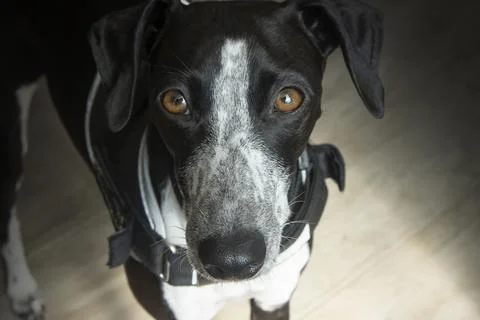 Sunlight Studio Portrait of Ruby Greyhound Stock Photos