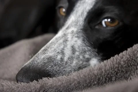 Sunlight Studio Portrait of Ruby Greyhound Foto stock